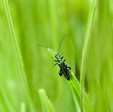 Oedemera nobilis beetle