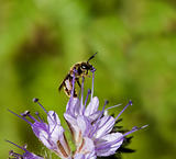 Solitary Bee on Phacelia flower