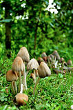 Mushrooms with Blurry Background