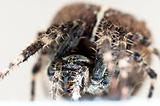 Big spider on isolated white background macro shot