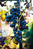 Blue grape on blurry background
