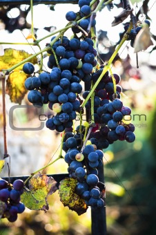 Blue grape on blurry background
