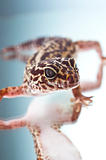 Leopard gecko on reflecting background