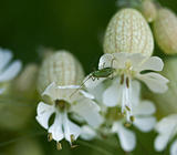 Speckled Bush Cricket on flower