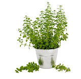 Marjoram  Herb Plant