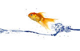 Goldfish jumping