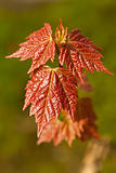  leaf of maple