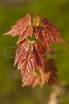  leaf of maple