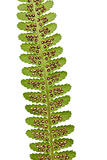 fern's leaf