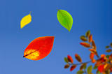 falling autumn leaves