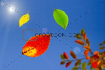 falling autumn leaves