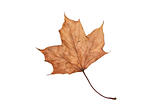 dry maple leaf