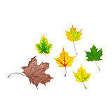 life cycle of leaf