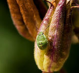 Green Shield Bug Nymph