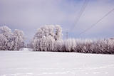Hoarfrost on the trees and high voltage line.