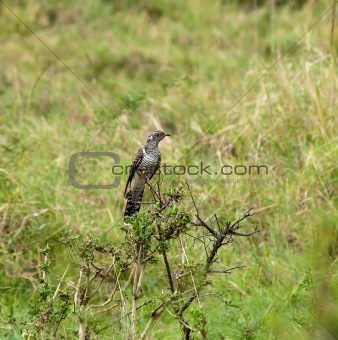 Common Cuckoo juvenile