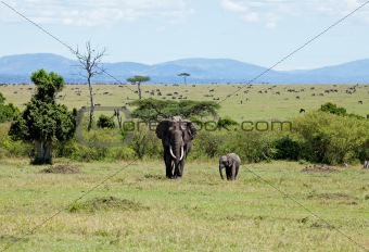 Elephants on the Masai Mara