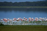 Flamingos at Dusk