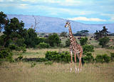 Giraffe on the Masai Mara