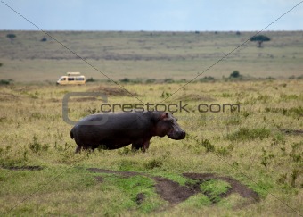 Hippopotamus on the Masai Mara