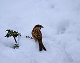 House Sparrow in snow