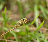 Small yellow Frog