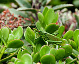 Grasshopper on plant