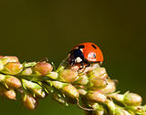 Seven spot Ladybird