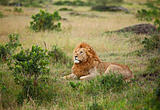 Lion on the Masai Mara