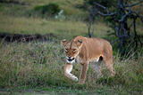 Lioness on the Masai Mara
