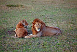Lions on Masai Mara at dusk