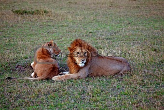 Lions on Masai Mara at dusk