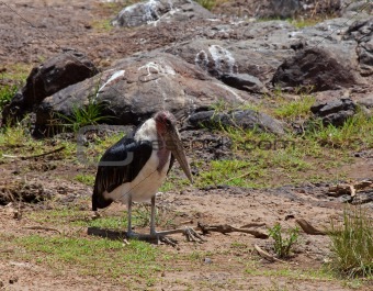 Marabou Stork in Kenya