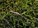 Moth on grass