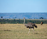 Ostrich on the Masai Mara