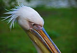 Pelican head shot