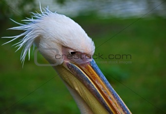 Pelican head shot