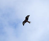 Red Kite soaring