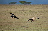 Tawny Eagle and Pied Crow