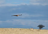 Tawny Eagle over Masai Mara