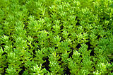  Sedum, moss shoots close-up