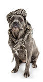  dog breed "Cane Corso"