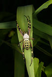 Wasp spider (Argiope bruennichi)