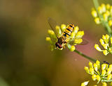 Hoverfly on Fennel