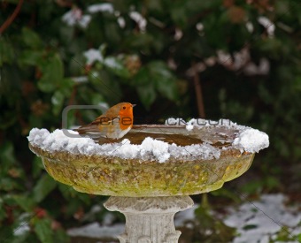 Robin on bird bath in snow