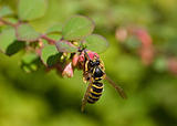 Wasp on Pink Flower