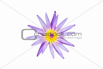 A blooming lotus flower  isolate