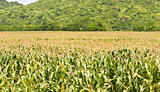 Agricultural landscape of corn