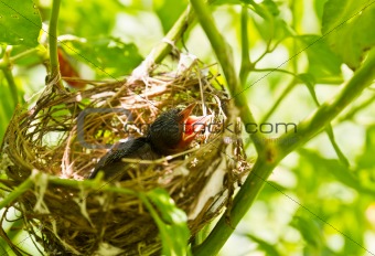 Baby Robins in a nest 