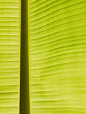 Backlit fresh green banana leaf